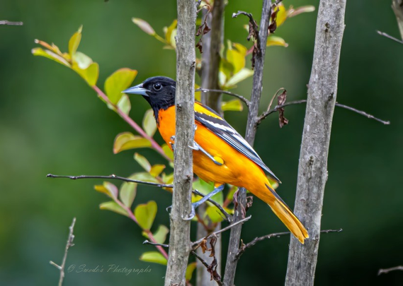 "Perched with quiet poise on a slender tree branch, the Baltimore Oriole (Icterus galbula) radiates brilliance against a lush green backdrop. Its body is ablaze with a rich, fiery orange—like a flame flickering in the forest canopy. The wings are jet black, edged with crisp white streaks that resemble brushstrokes of light. Its head, also black, gives the bird a regal, masked appearance, as if dressed for a ceremonial rite. The branch curves gently beneath its feet, textured with bark and framed by soft, out-of-focus foliage that whispers of summer. The oriole’s posture is alert yet serene, a sentinel of song and color in the quiet green. The image captures not just a bird, but a moment of vivid stillness—where nature’s palette and presence converge in a single, sovereign perch. In the bottom left corner, the image bears the signature “© Swede’s Photographs,” marking the scene as both witness and offering." - Microsoft Copilot