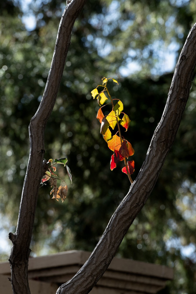 A lone sprig on a branch. Its leaves go from green to orange to red along its length.