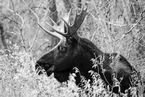 A bull moose with fairly small paddles in the brush on the side of a road, taking a look before attempting to cross.