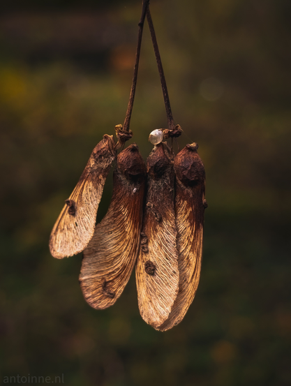 A cluster of four dried seed pods hanging from slender, dark stems against a softly blurred, muted background of deep greens and browns. The winged seeds of a maple tree, often called "helicopters" or "whirlybirds", are clearly past their green stage, appearing a rich bronze and brown color, indicating they are dried and ready to disperse.

A small, pale white object is visible near the central point where the stems meet the seed bodies. The overall tone is moody and earthy, emphasizing the cycle of nature.