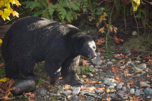 A big black bear walking by a river with pebbles and autumn foliage and looking away.