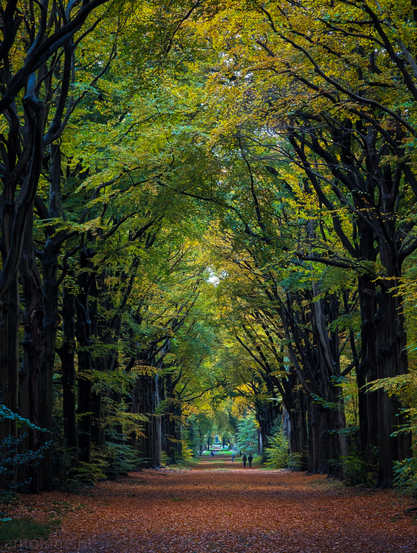 A beautiful tree-lined path, creating a natural tunnel effect. The ground is covered with a thick carpet of fallen, reddish-brown leaves, leading the eye into the distance.

Far down the path, near the vanishing point, a few small figures are walking, which provides a sense of scale and adds a human element to the vast natural setting.