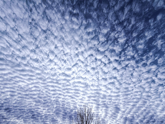 A vast sky filled with dense, patterned clouds stretches above a bare tree.