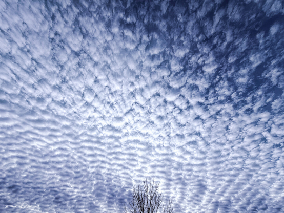 A vast sky filled with dense, patterned clouds stretches above a bare tree.