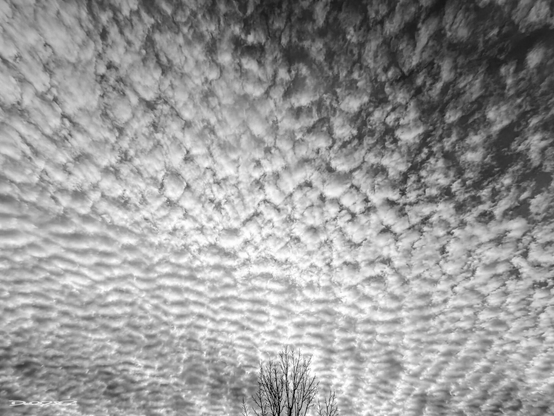 A dramatic, textured sky filled with patterned clouds stretches above a silhouetted tree.