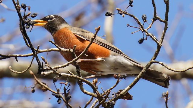 An American Robin, in profile against a blue sky, grabs a purple tree berry from an autumn tree.