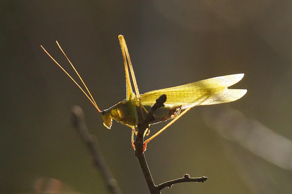 A katydid on the end of a bush branch is lit by the sun from behind.