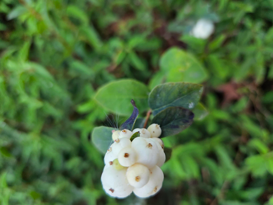 Pale white berries hanging on a branch. 