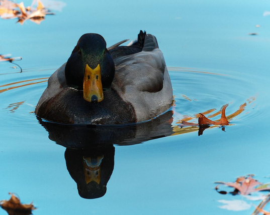 A mallard.