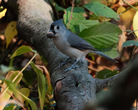 Small bird with a nut.