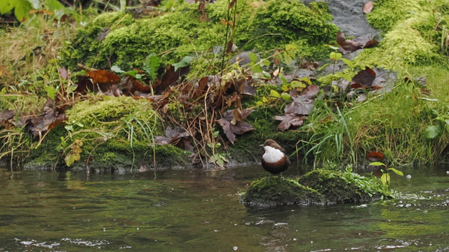 A dipper perched facing left on a mossy rock in a river with green banks and scattered autumnal leaves behind.