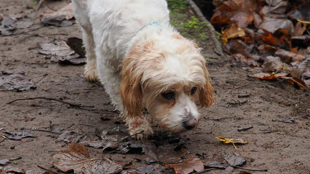 A fluffy white and tan colour dog approaching towards the camera, head down, probably sniffing the leaf covered ground. It looks a bit like a Dandie Dinmont Terrier and also a poodle cross.