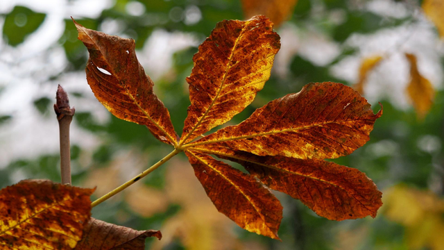 A horse chestnut leaf in fiery red and orange autumnal colours, seen against a background of green leaves and white sky.