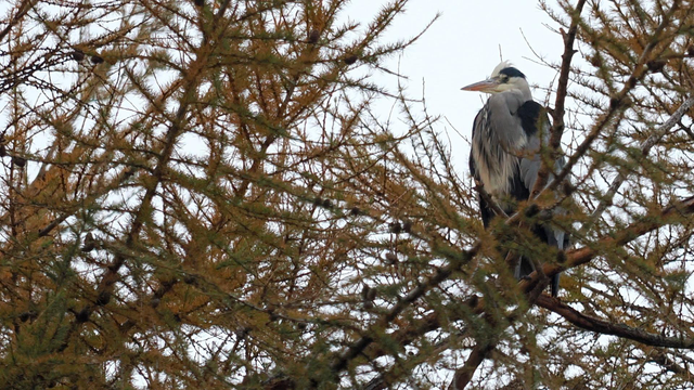 A grey heron perched facing left, high in a conifer tree with lots of fine branches. The bird has very noticeable black markings as well as the more usual grey, including black on its shoulder, the top of its head, and further down its body as well.