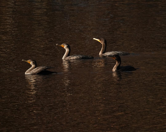 Four cormorants.