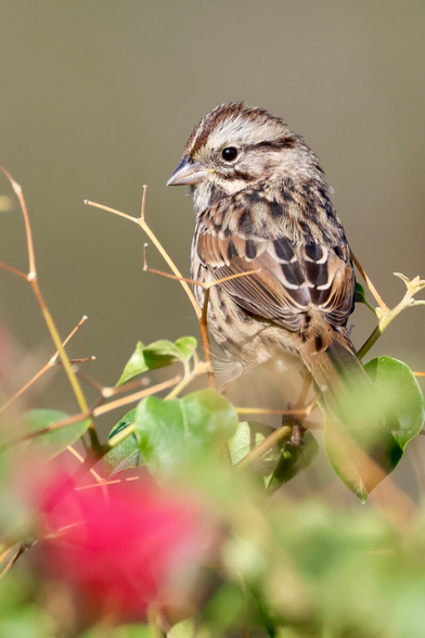 a small pretty bird above a bright pink flower.