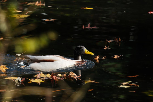 A duck swimming very fast.