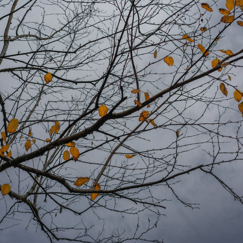 Branches with a few sparse golden leaves in front of a gray sky.
