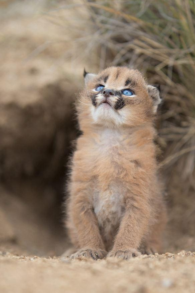 Very young caracal watching the sky 