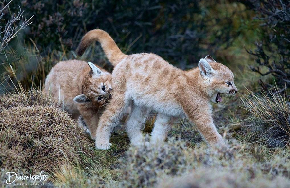 Young Patagonia Cougars  playing