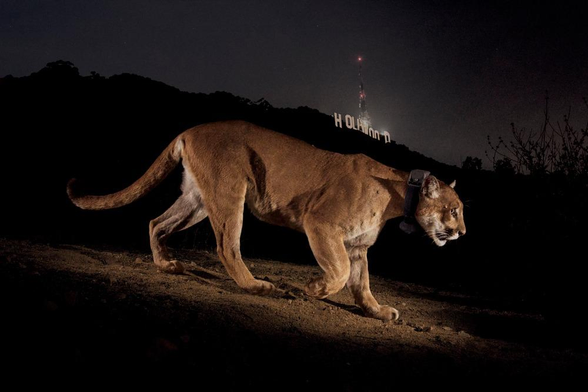  a radio-collared cougar captured by a remote camera in Griffith Park. hollywood sign in background.  night.