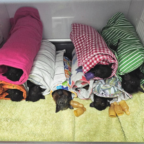 Rescued baby flying foxes rest, wrapped up in towels and stacked up.