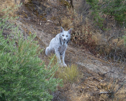 White Iberian lynx.