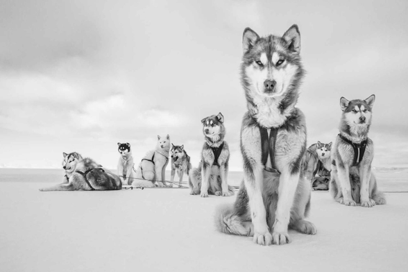 A B&W picture of huskies sitting in the snow.

 “This is one of my favourite photos, and one of the most difficult photographic jobs I have ever done. These dogs live in their own society. Without much food they pull loaded sleds for many miles. When I arrived, the hunters told me not to feed them or pet them – very difficult because they are beautiful. While the dogs rested, I would try to get close. But these dogs are fierce. They don’t like people. So I was crawling on my stomach trying to take a picture of the alpha dog while trying not to get bitten”