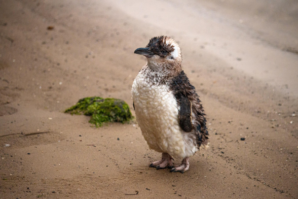 A little penguin on the beach.