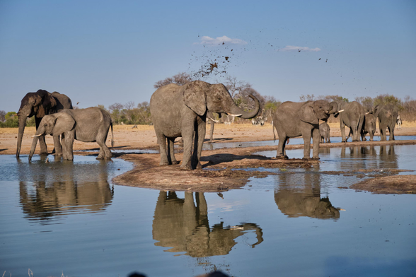 An elephant has a refreshing mud bath at Little Makololo watering hole.