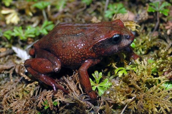 A newly discovered, reddish frog.