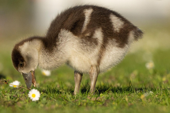 A gosling and a daisy.
