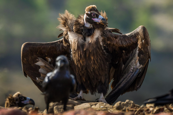 Vultures feed on carcasses.