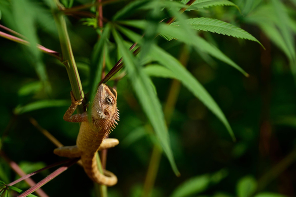 A lizard rests on a flowering branch.