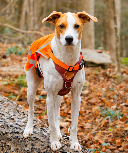 A dog wearing an orange cape stands on a log and looks at my alertly in a woods with fallen orange leaves