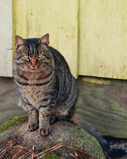 Grey tiget cat with green eyes sits on a rock and looks at me suspiciously