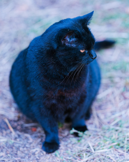 Rather round looking black cat looks to the left with its yellow eyes on a barn floor