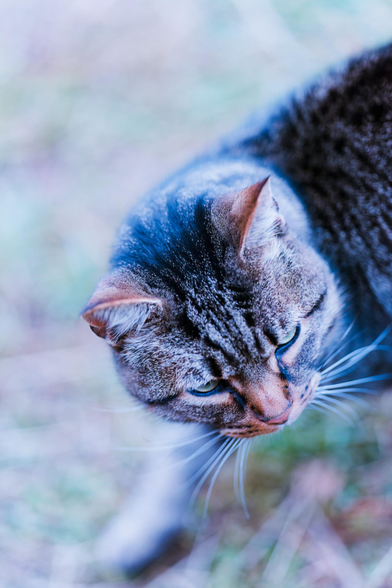 A cat's head in is in the middle of the frame and I think I can make a blurred out foot in front of him and certainly his torso to the right