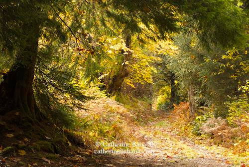 A path in a forest with deciduous and evergreen trees, some in fall foliage. Colourful leaves are on the ground. The scenery is peaceful.