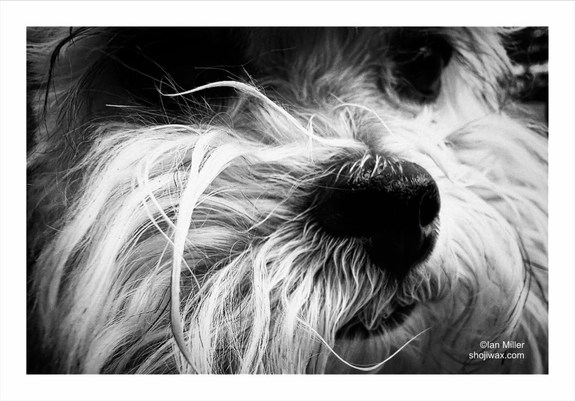 Black and white photo close up of the face of a small white dog.