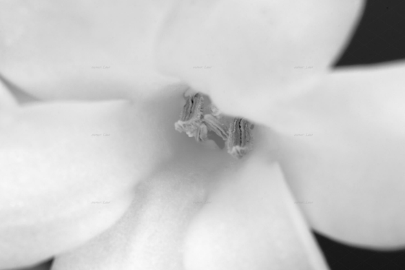 Flower, macro, black and white, photo