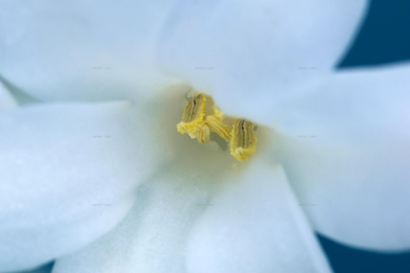 Flower, macro, color, photo