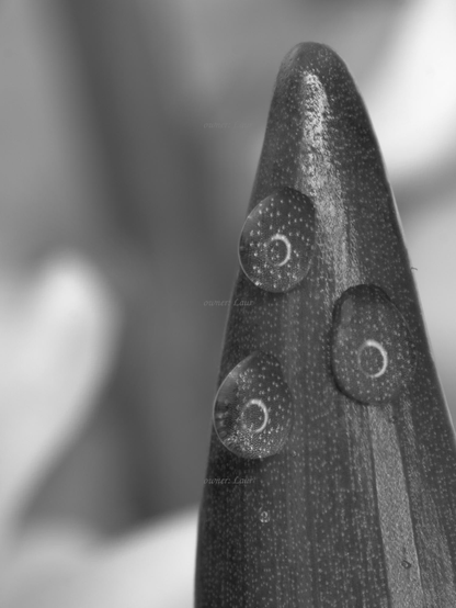 Drops, macro, black and white, photo