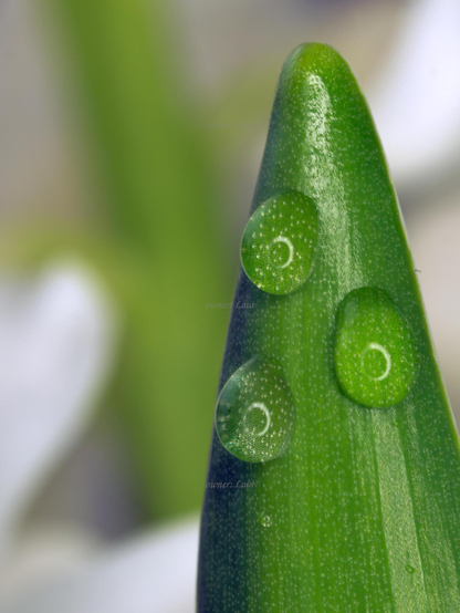 Drops, macro, color, photo