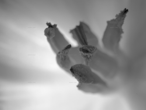 Flower, macro, black and white, photo