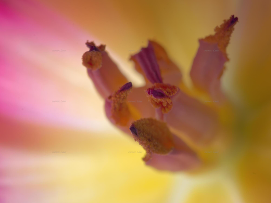 Flower, macro, color, photo