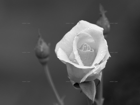 Rose, drops, closeup, black and white, photo