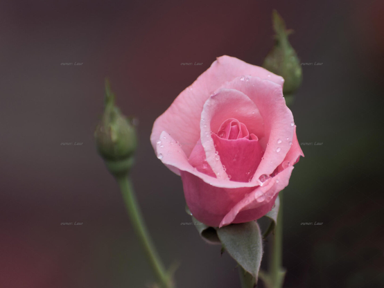 Rose, drops, closeup, color, photo