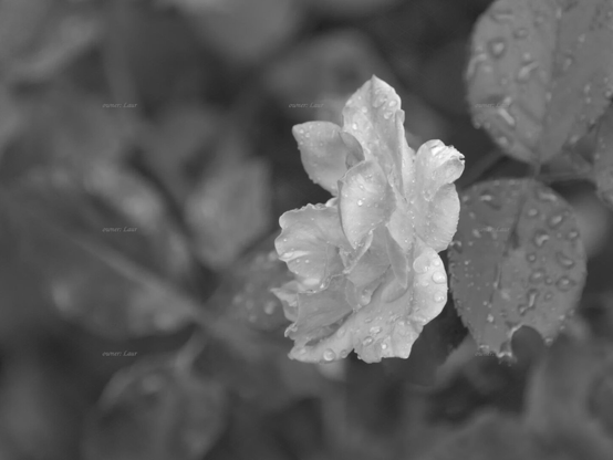 Rose, drops, closeup, black and white, photo