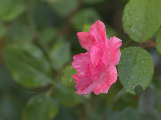 Rose, drops, closeup, color, photo